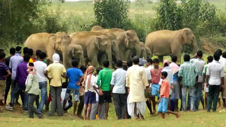 man-animal-conflict-in-c-garh-can-only-be-stopped-by-human-intervention